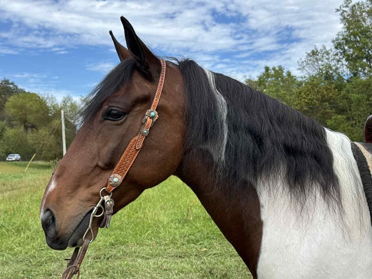 Spotted Saddle Horse Wałach 7 lat 152 cm Tobiano wszelkich maści in Moscow