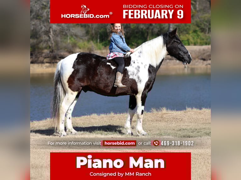 Spotted Saddle Horse Wałach 8 lat 147 cm Srokata in Forney