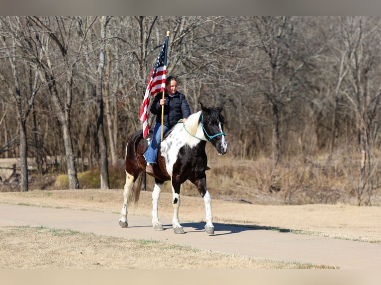 Spotted Saddle Horse Wałach 8 lat 147 cm Srokata in Forney