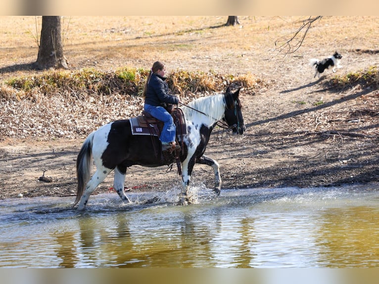Spotted Saddle Horse Wałach 8 lat 147 cm Srokata in Forney