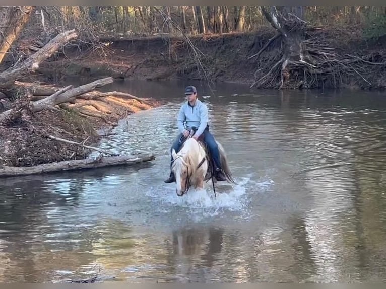 Spotted Saddle Horse Wałach 10 lat in Watson, OK
