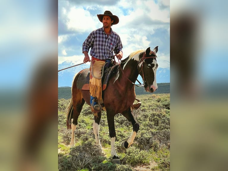 Spotted Saddle Horse Wałach 14 lat 155 cm Tobiano wszelkich maści in Victor, MT