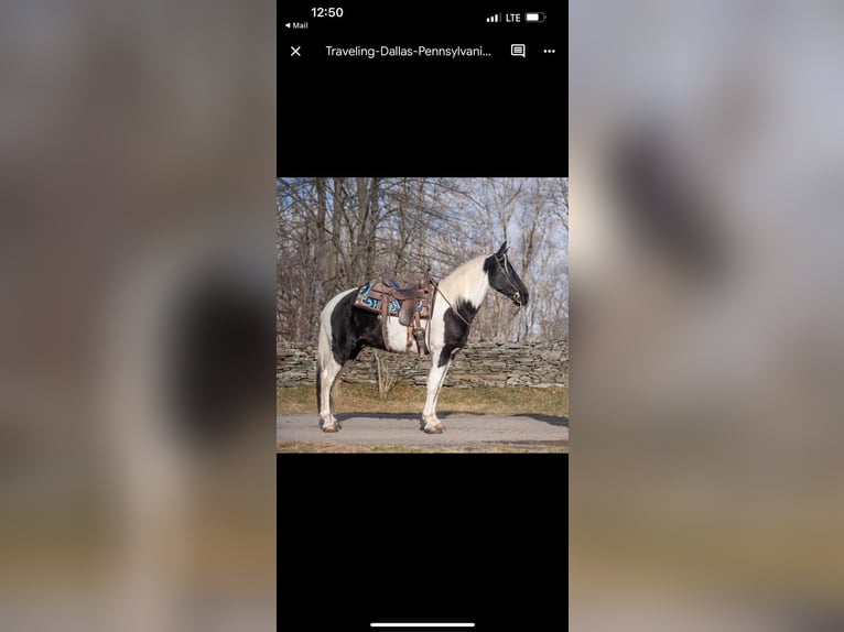 Spotted Saddle Horse Wallach 10 Jahre 157 cm Tobiano-alle-Farben in Waynesboro PA