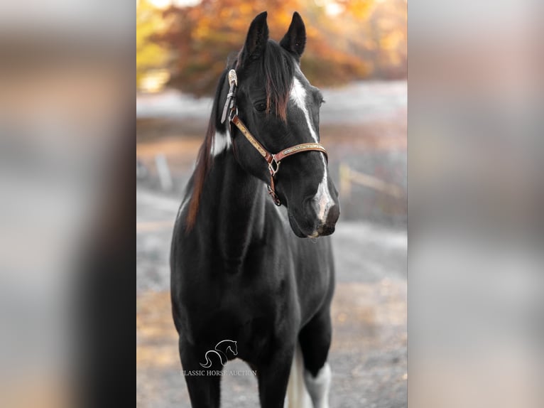 Spotted Saddle Horse Wallach 11 Jahre 152 cm Rappe in Hull, GA