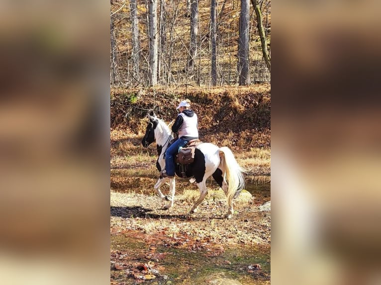 Spotted Saddle Horse Wallach 11 Jahre 157 cm Tobiano-alle-Farben in Waynesboro PA