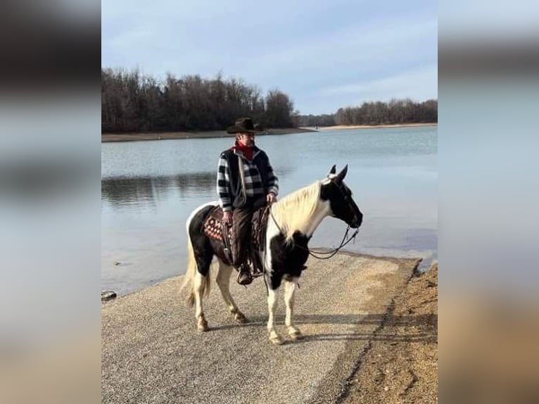 Spotted Saddle Horse Wallach 11 Jahre 157 cm Tobiano-alle-Farben in Waynesboro PA