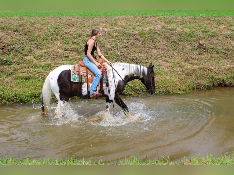 Spotted Saddle Horse Wallach 11 Jahre 165 cm Tobiano-alle-Farben in Rusk TX