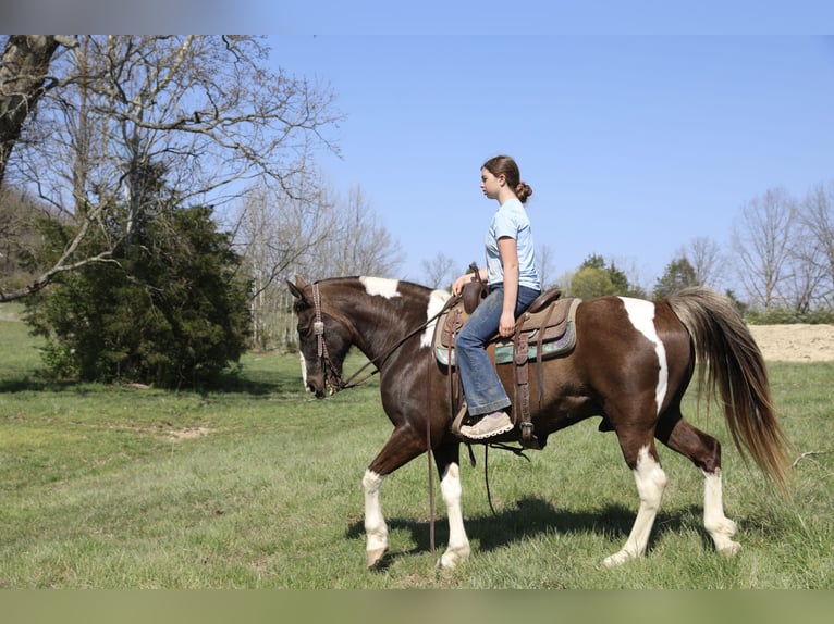 Spotted Saddle Horse Wallach 12 Jahre 152 cm Schecke in Wallingford