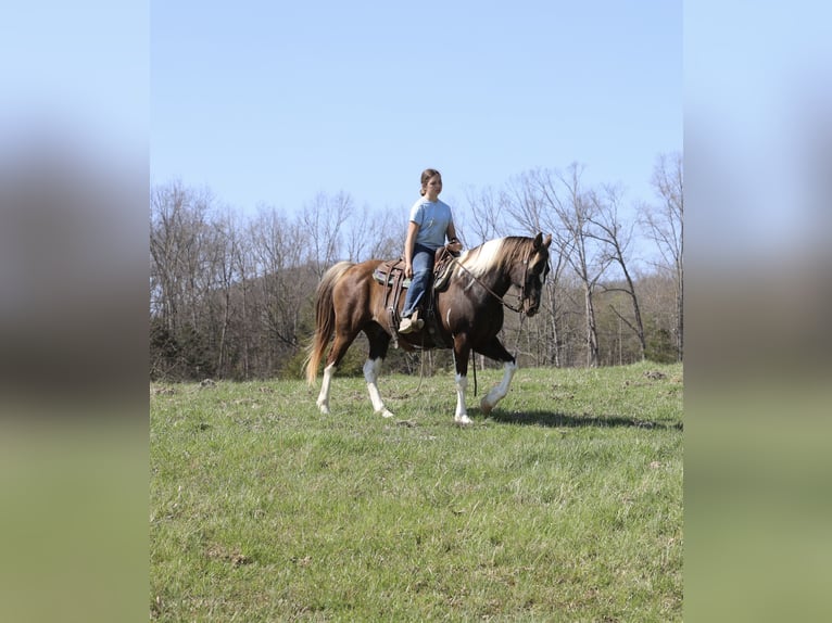 Spotted Saddle Horse Wallach 12 Jahre 152 cm Schecke in Wallingford