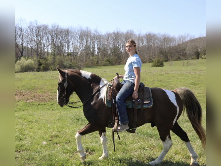 Spotted Saddle Horse Wallach 12 Jahre 152 cm Schecke in Wallingford