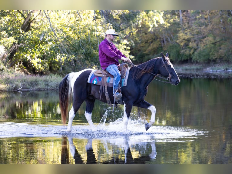 Spotted Saddle Horse Wallach 12 Jahre 152 cm Tobiano-alle-Farben in Hillsboro