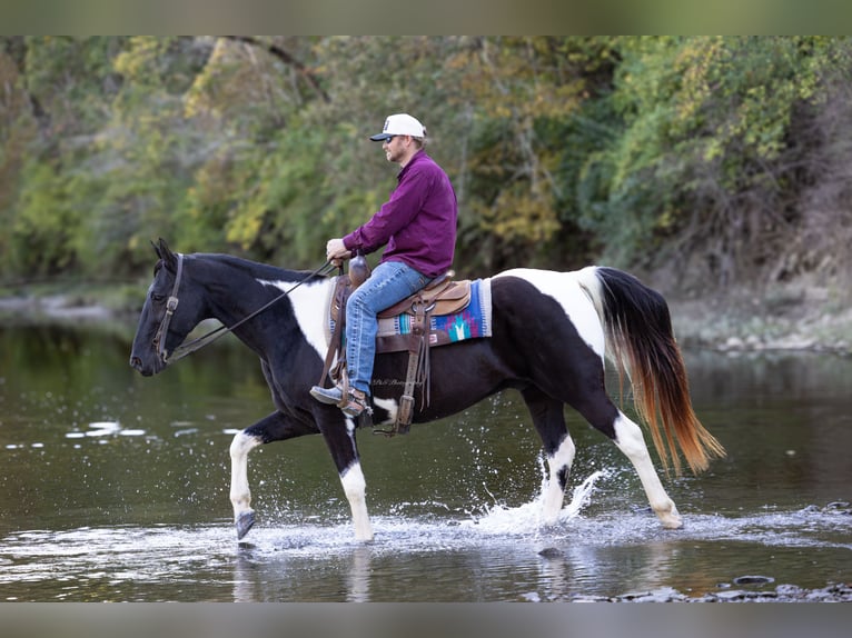 Spotted Saddle Horse Wallach 12 Jahre 152 cm Tobiano-alle-Farben in Hillsboro
