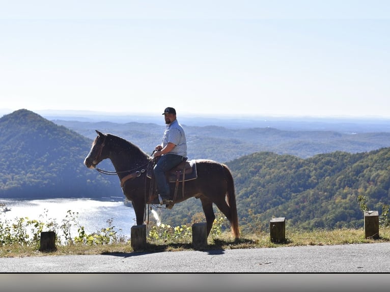 Spotted Saddle Horse Wallach 12 Jahre 155 cm Rappe in Cleveland