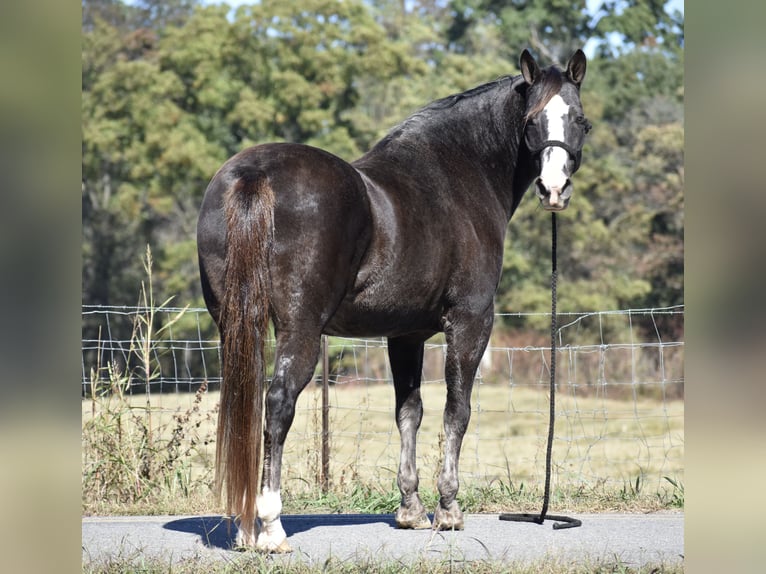 Spotted Saddle Horse Wallach 12 Jahre 155 cm Rappe in Cleveland