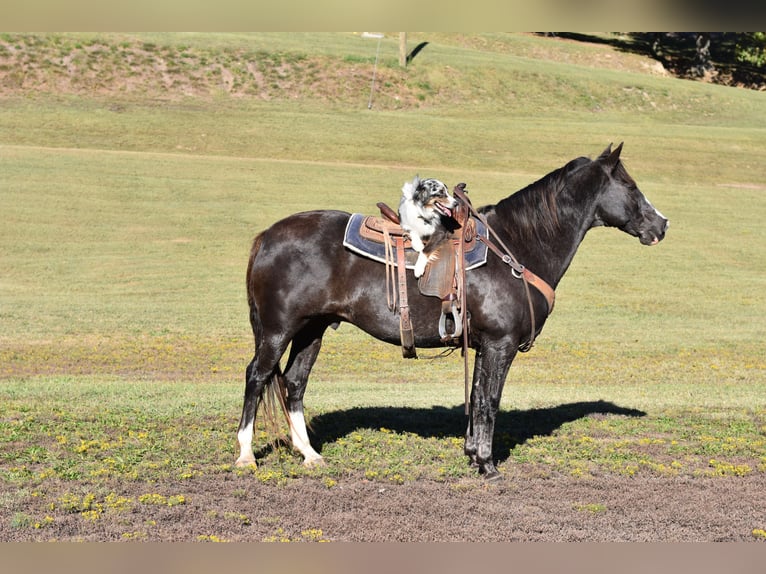 Spotted Saddle Horse Wallach 12 Jahre 155 cm Rappe in Cleveland