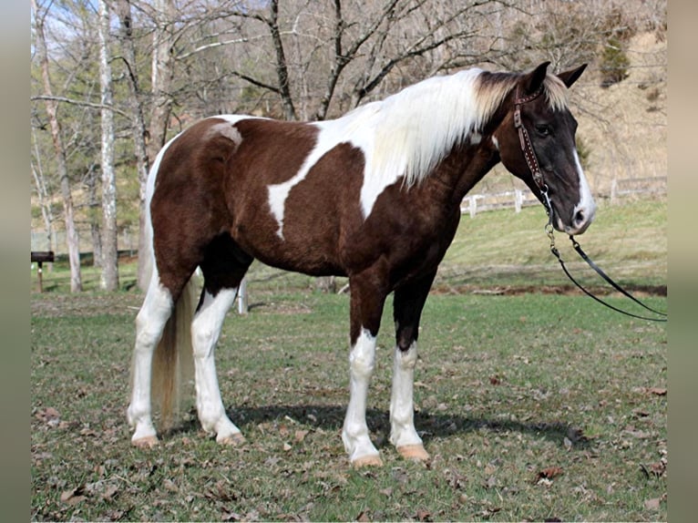 Spotted Saddle Horse Wallach 12 Jahre Tobiano-alle-Farben in MOunt vernon KY