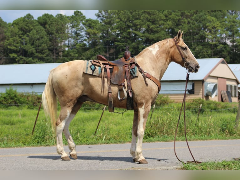 Spotted Saddle Horse Wallach 13 Jahre 157 cm Schecke in Cleveland