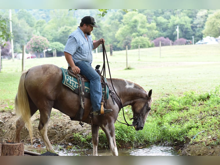 Spotted Saddle Horse Wallach 13 Jahre 157 cm Schecke in Cleveland