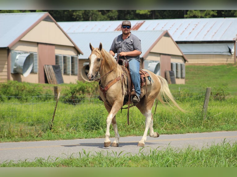 Spotted Saddle Horse Wallach 13 Jahre 157 cm Schecke in Cleveland