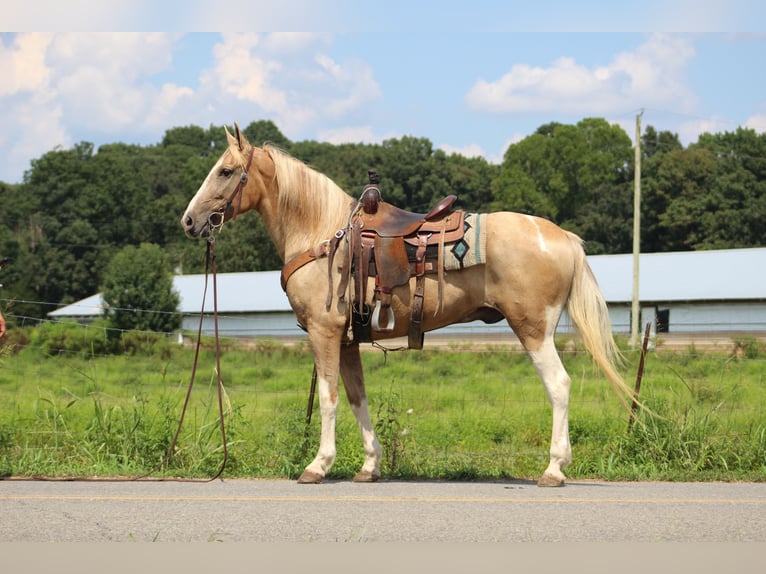 Spotted Saddle Horse Wallach 13 Jahre 157 cm Schecke in Cleveland