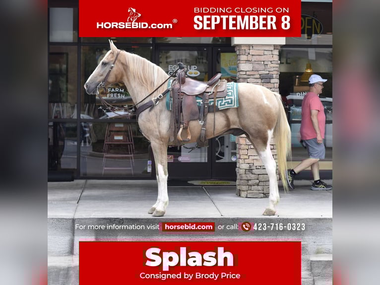 Spotted Saddle Horse Wallach 13 Jahre 157 cm Schecke in Cleveland