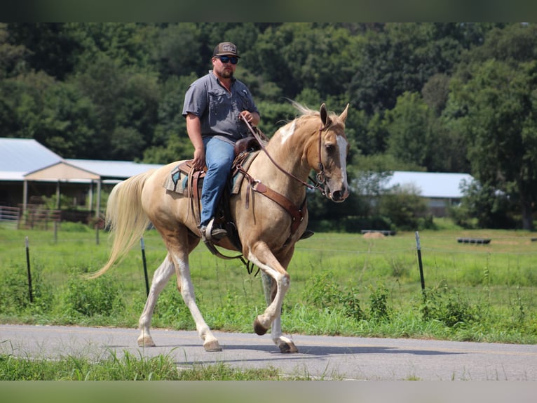 Spotted Saddle Horse Wallach 13 Jahre 157 cm Schecke in Cleveland