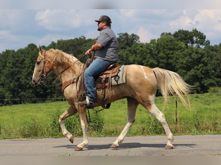 Spotted Saddle Horse Wallach 13 Jahre 157 cm Schecke in Cleveland