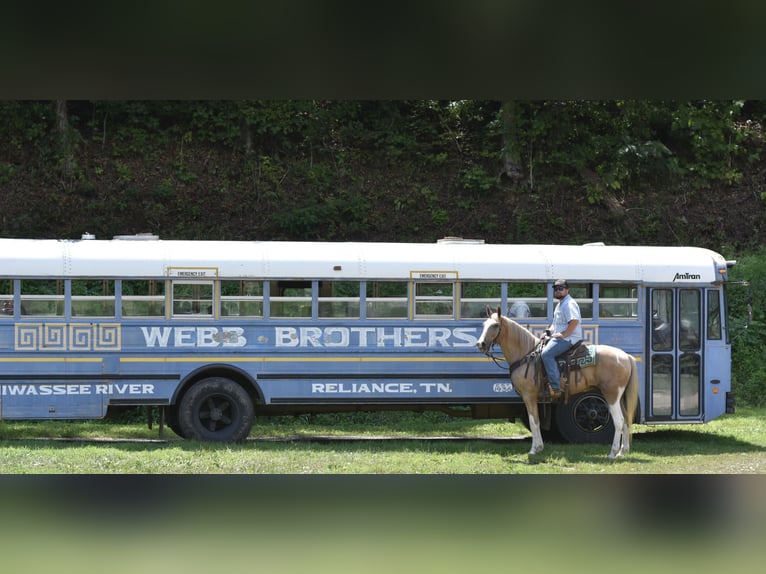 Spotted Saddle Horse Wallach 13 Jahre 157 cm Schecke in Cleveland
