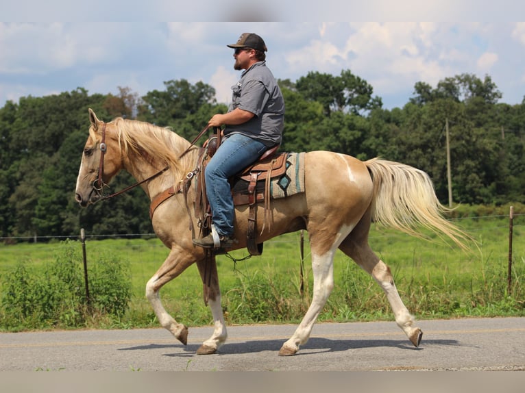 Spotted Saddle Horse Wallach 13 Jahre 157 cm Schecke in Cleveland