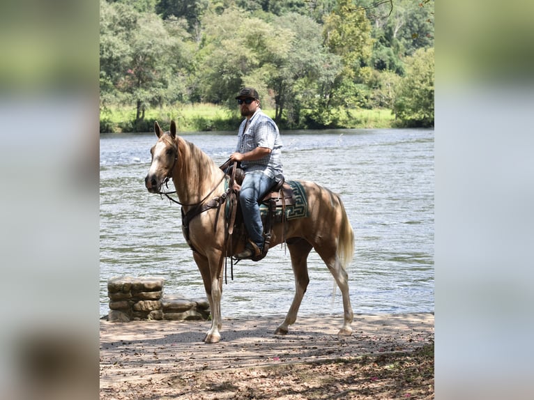 Spotted Saddle Horse Wallach 13 Jahre 157 cm Schecke in Cleveland