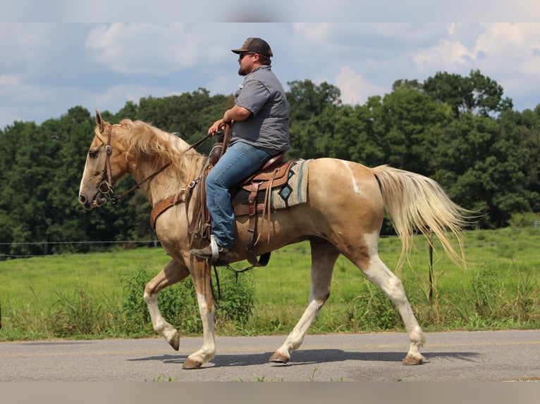 Spotted Saddle Horse Wallach 13 Jahre 157 cm Schecke in Cleveland