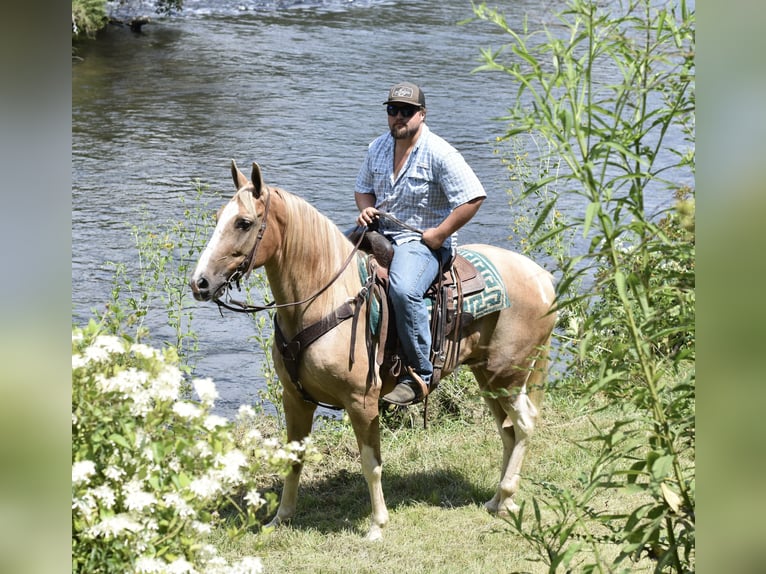 Spotted Saddle Horse Wallach 13 Jahre 157 cm Schecke in Cleveland
