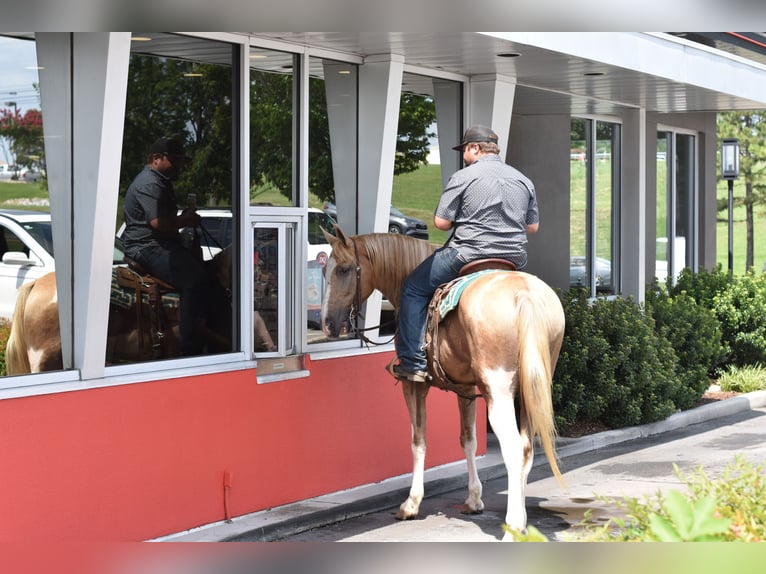 Spotted Saddle Horse Wallach 13 Jahre 157 cm Schecke in Cleveland