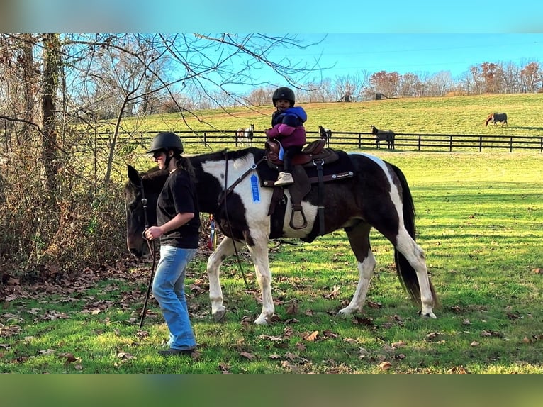 Spotted Saddle Horse Mix Wallach 13 Jahre 165 cm Schecke in Rockville, MD