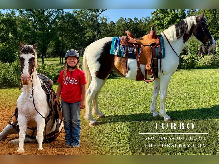 Spotted Saddle Horse Wallach 15 Jahre 152 cm Rotbrauner in Kentwood, LA