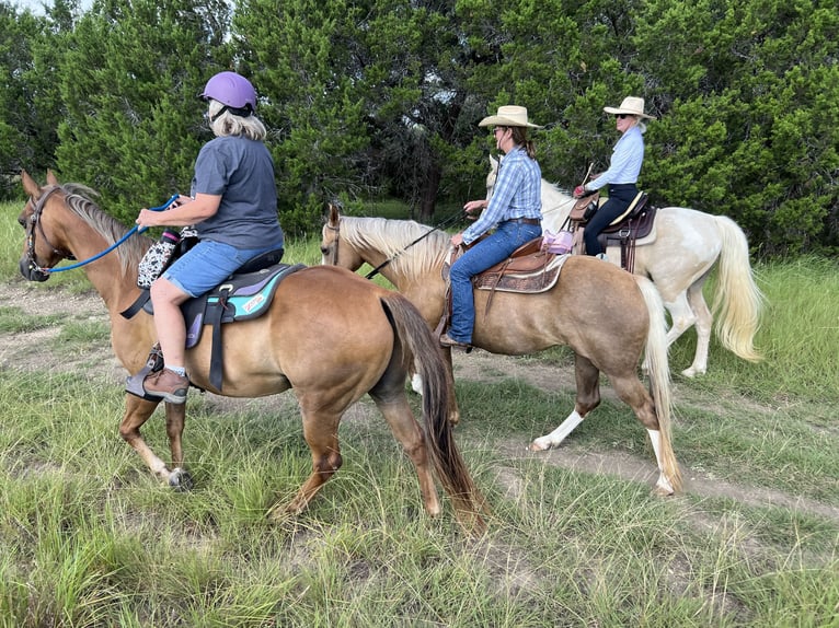Spotted Saddle Horse Wallach 15 Jahre 152 cm Schecke in Spicewood