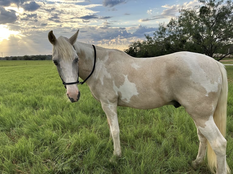 Spotted Saddle Horse Wallach 15 Jahre 152 cm Schecke in Spicewood