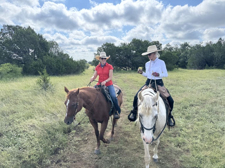 Spotted Saddle Horse Wallach 16 Jahre 152 cm Schecke in Spicewood