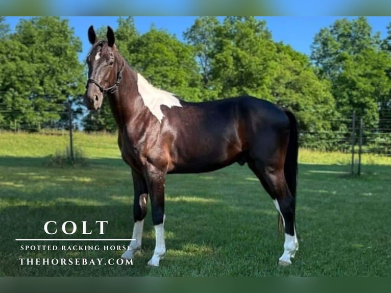 Spotted Saddle Horse Mix Wallach 3 Jahre 152 cm Rappe in Campbellsville, KY