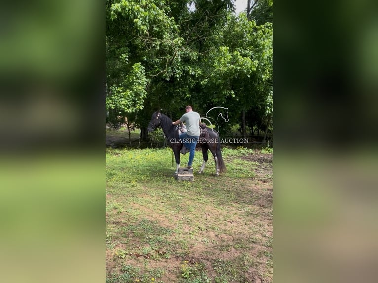 Spotted Saddle Horse Wallach 4 Jahre 152 cm Tobiano-alle-Farben in Rockholds, KY