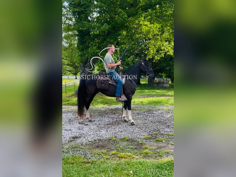 Spotted Saddle Horse Wallach 4 Jahre 152 cm Tobiano-alle-Farben in Rockholds, KY