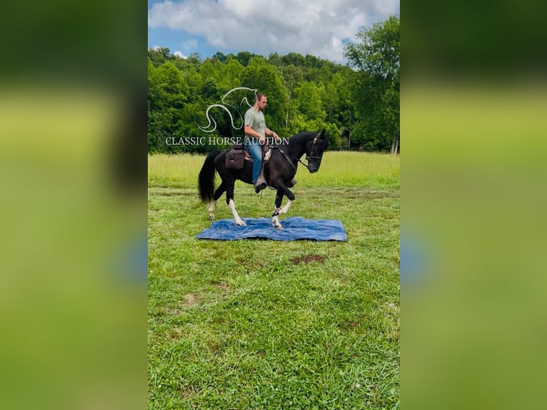 Spotted Saddle Horse Wallach 4 Jahre 152 cm Tobiano-alle-Farben in Rockholds, KY