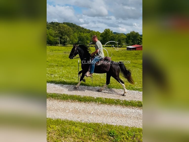 Spotted Saddle Horse Wallach 4 Jahre 152 cm Tobiano-alle-Farben in Rockholds, KY