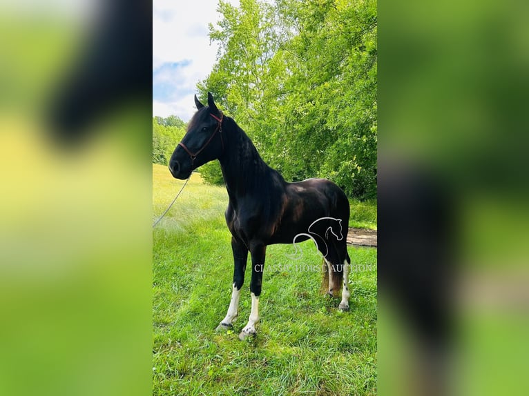 Spotted Saddle Horse Wallach 4 Jahre 152 cm Tobiano-alle-Farben in Rockholds, KY