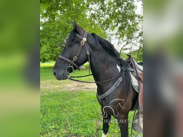 Spotted Saddle Horse Wallach 4 Jahre 152 cm Tobiano-alle-Farben in Rockholds, KY