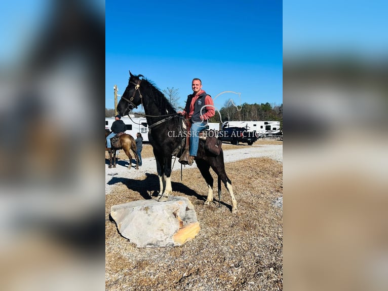 Spotted Saddle Horse Wallach 4 Jahre 152 cm Tobiano-alle-Farben in Rockholds, KY
