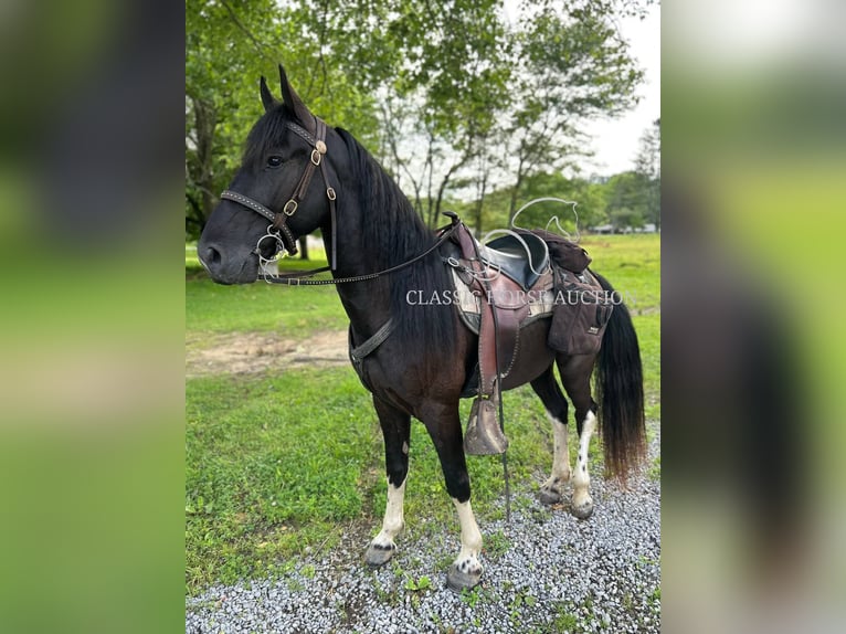 Spotted Saddle Horse Wallach 4 Jahre 152 cm Tobiano-alle-Farben in Rockholds, KY