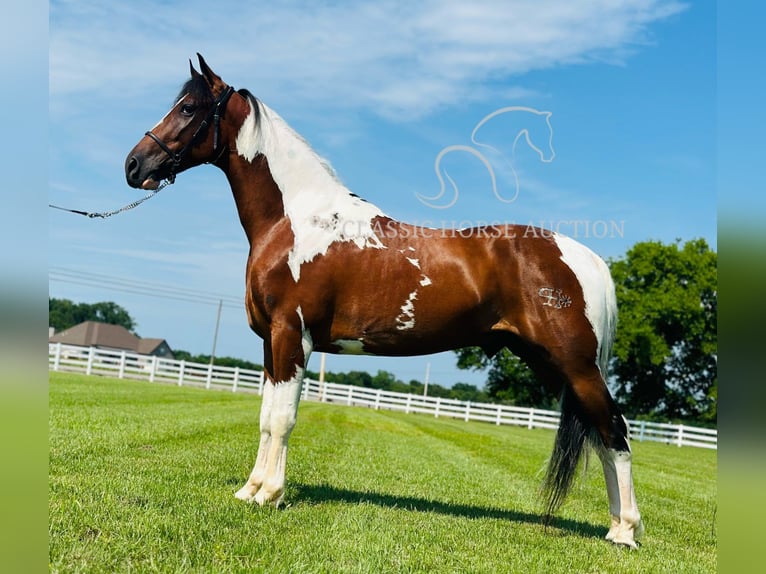 Spotted Saddle Horse Wallach 5 Jahre 142 cm Tobiano-alle-Farben in Lewisburg, TN
