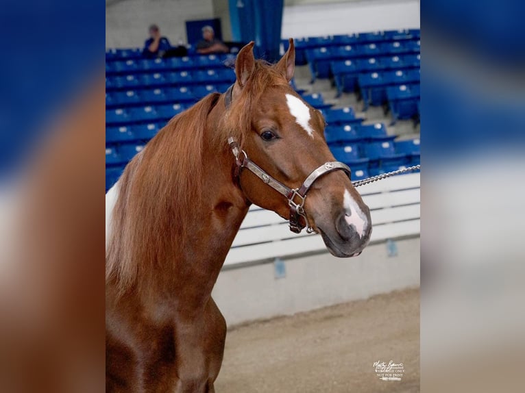 Spotted Saddle Horse Wallach 5 Jahre Tobiano-alle-Farben in Petersburg TN