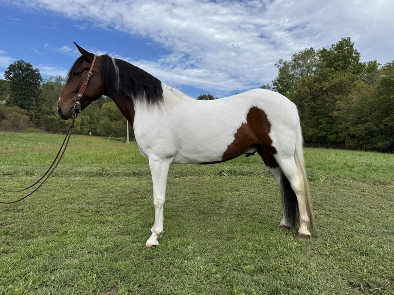 Spotted Saddle Horse Wallach 6 Jahre 152 cm Tobiano-alle-Farben in Moscow